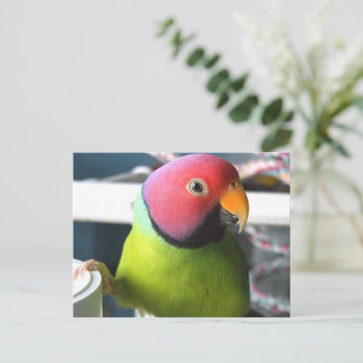 Plum Headed Parakeet Briefkaart (Staand voorkant)