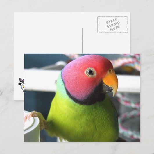 Plum Headed Parakeet Briefkaart (Voorkant / Achterkant)