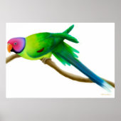 Plum Headed Paraket Parrot Print (Voorkant)