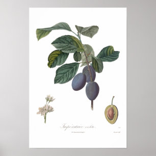 Plum,Imperatrice violette Poster
