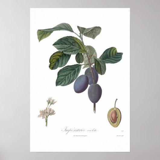 Plum,Imperatrice violette Poster (Voorkant)