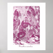 Plum Ostrich Illustratie Struthio camelus Poster (Voorkant)