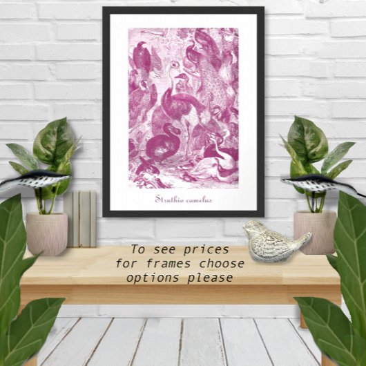 Plum Ostrich Illustratie Struthio camelus Poster