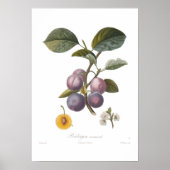 Plum, Perdrigon normand Poster (Voorkant)