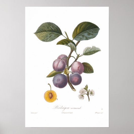 Plum, Perdrigon normand Poster (Voorkant)