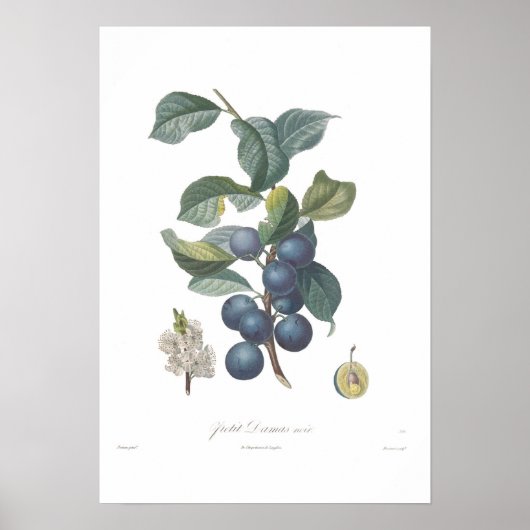 Plum,Petit Damas noir Poster (Voorkant)