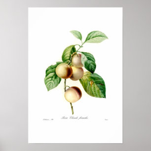 Plum Poster