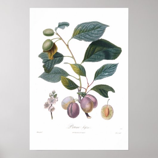 Plum,Prune bifera Poster (Voorkant)
