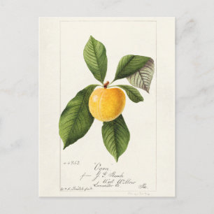 Plum (Prunus Domestica) Waterverf van fruit Briefkaart