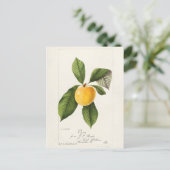 Plum (Prunus Domestica) Waterverf van fruit Briefkaart (Staand voorkant)