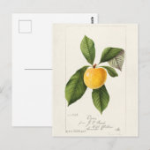 Plum (Prunus Domestica) Waterverf van fruit Briefkaart (Voorkant / Achterkant)