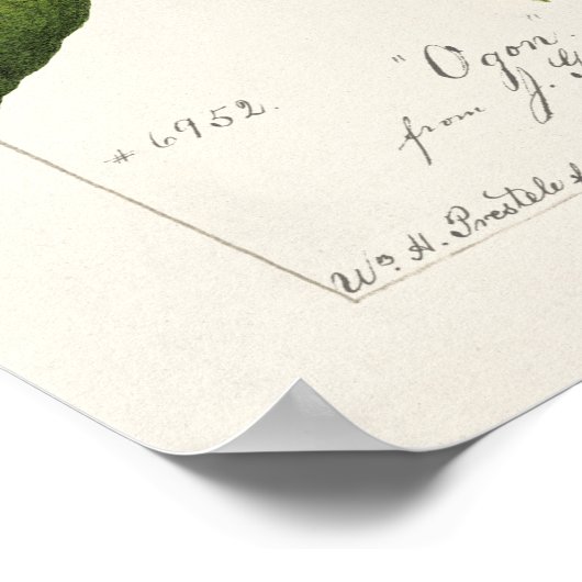 Plum (Prunus Domestica) Waterverf van fruit Poster (Hoek)