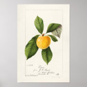 Plum (Prunus Domestica) Waterverf van fruit Poster (Voorkant)