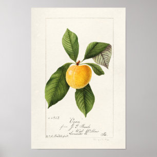 Plum (Prunus Domestica) Waterverf van fruit Poster