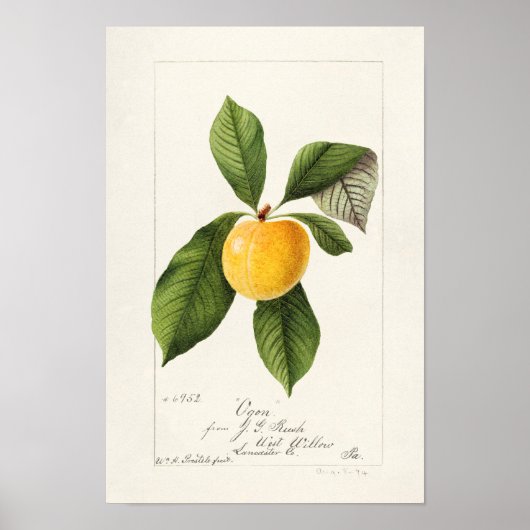 Plum (Prunus Domestica) Waterverf van fruit Poster (Voorkant)