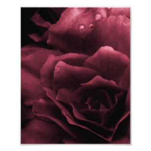 Plum Red Sluiten van een Dubbel Begonia Foto Afdruk