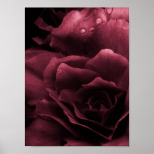 Plum Red Sluiten van een Dubbel Begonia Poster