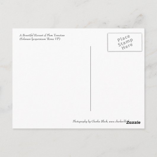 Plum Tomaten Briefkaart (Achterkant)