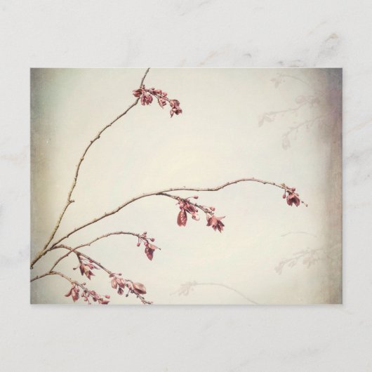Plum Tree Branch met Spring Buds| Seabeck, WA Briefkaart (Voorkant)