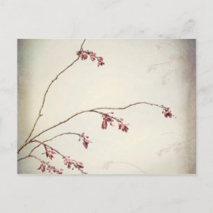 Plum Tree Branch met Spring Buds  Seabeck, WA Briefkaart