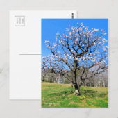 Plum Tree [Briefkaart] Briefkaart (Voorkant / Achterkant)