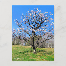 Plum Tree [Briefkaart] Briefkaart
