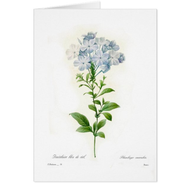Plumbago (Voorkant)