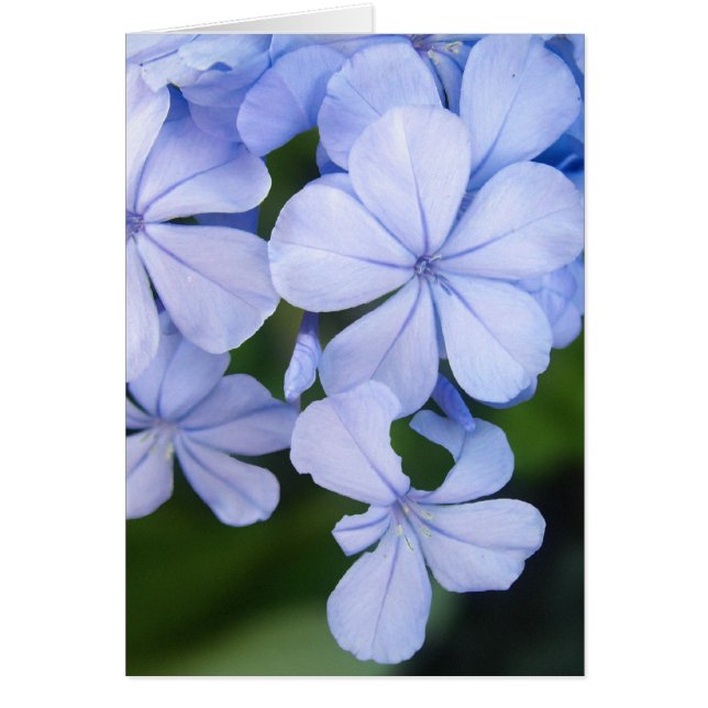 Plumbago (Voorkant)