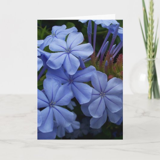 Plumbago Bedankkaart (Voorkant)