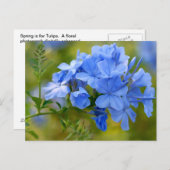 Plumbago - Blue Summer Flowers Afbeelding Briefkaart (Voorkant / Achterkant)