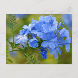 Plumbago - Blue Summer Flowers Afbeelding Briefkaart