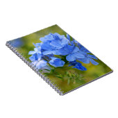Plumbago - Blue Summer Flowers Afbeelding Notitieboek (Rechterzijde)