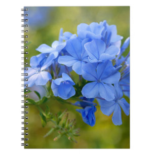 Plumbago - Blue Summer Flowers Afbeelding Notitieboek