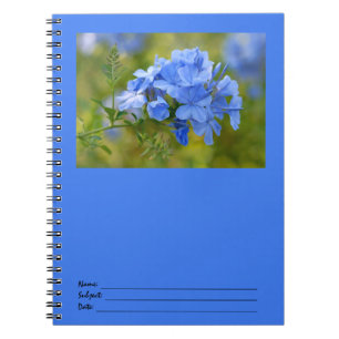 Plumbago - Blue Summer Flowers Afbeelding Notitieboek