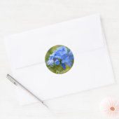 Plumbago - Blue Summer Flowers Afbeelding Ronde Sticker (Envelop)