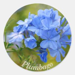 Plumbago - Blue Summer Flowers Afbeelding Ronde Sticker