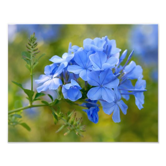 Plumbago - Blue Summer Flowers Floral Photography Foto Afdruk (Voorkant)