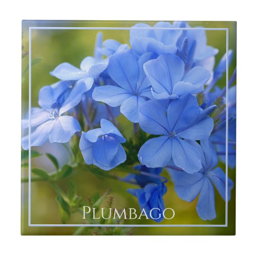Plumbago - Blue Summer Flowers Natuur Fotografie Tegeltje (Voorkant)