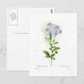 Plumbago Briefkaart (Voorkant / Achterkant)