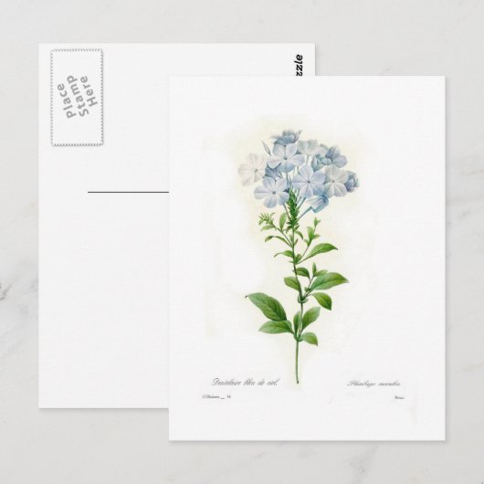 Plumbago Briefkaart (Voorkant / Achterkant)