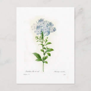 Plumbago Briefkaart