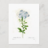 Plumbago Briefkaart (Voorkant)
