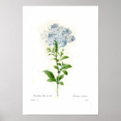 Plumbago caerulea poster (Voorkant)