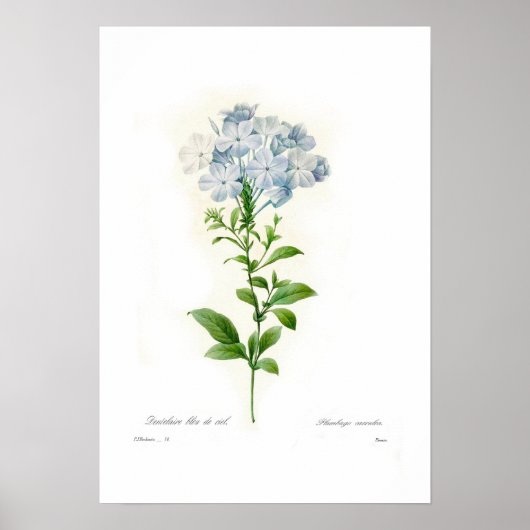 Plumbago caerulea poster (Voorkant)