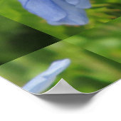 Plumbago Flower Blue Poster (Hoek)