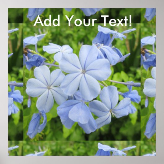 Plumbago Flower Blue Poster (Voorkant)