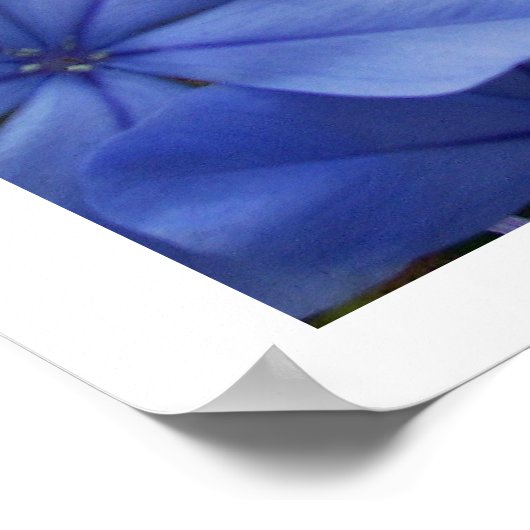 Plumbago Poster (Hoek)