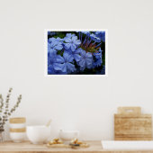 Plumbago Poster (Keuken)