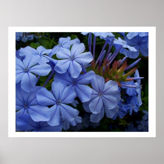 Plumbago Poster (Voorkant)
