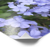 Plumbago van Kauai Foto Afdruk (Hoek)